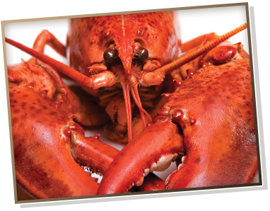 Lobster Meat