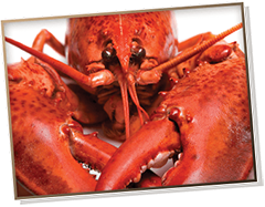 Picture of a cooked lobster facing forward