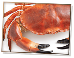Picture of a cooked rock crab